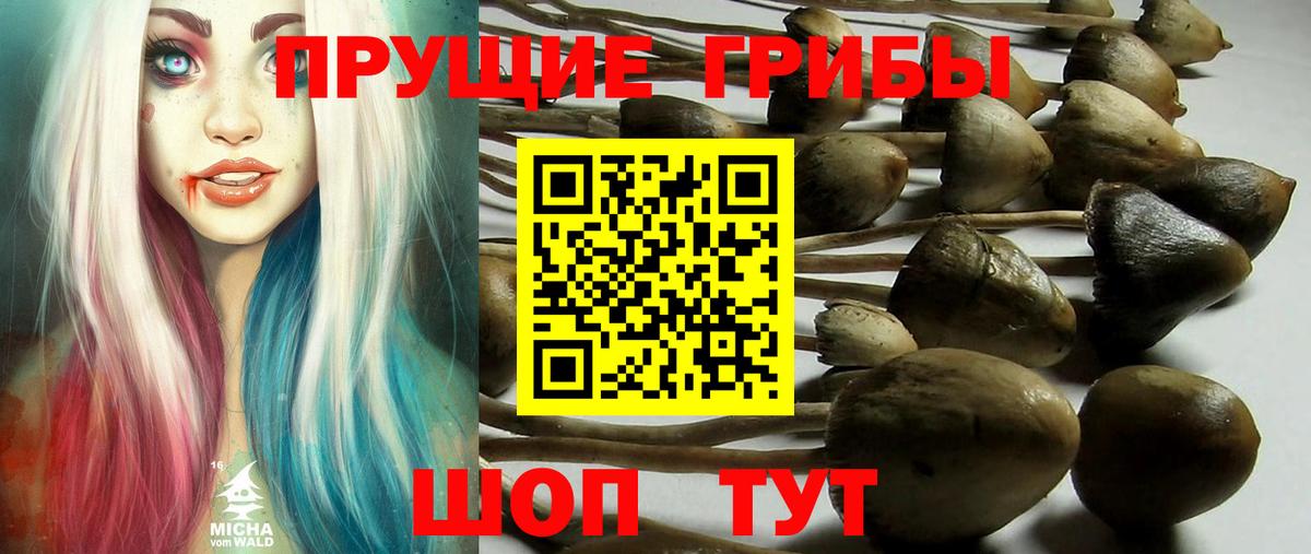 Видное  Галлюциногенные грибы GOLDEN TEACHER  Вход с VPN  Галлюциногенные грибы Psilocybe 
